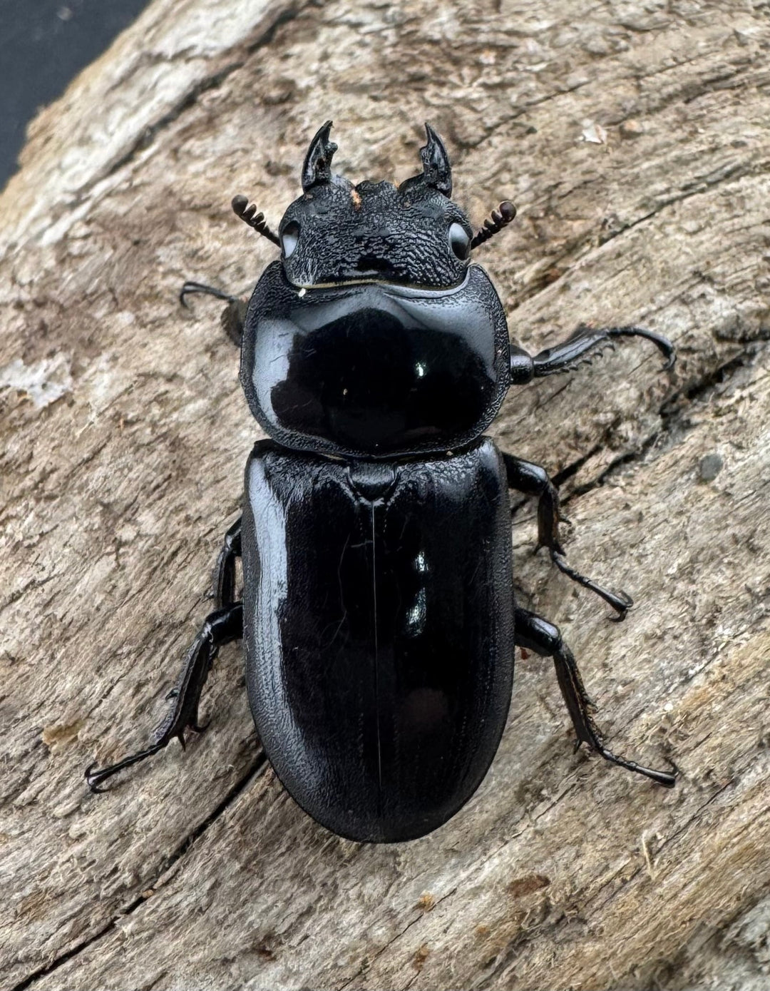 【WD】《ドルクスヤクシャ原名亜種 42mm ペア》