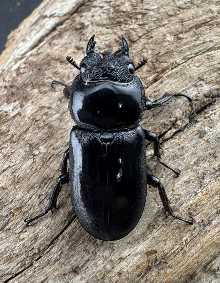 【WD】《ドルクスヤクシャ原名亜種 42mm ペア》