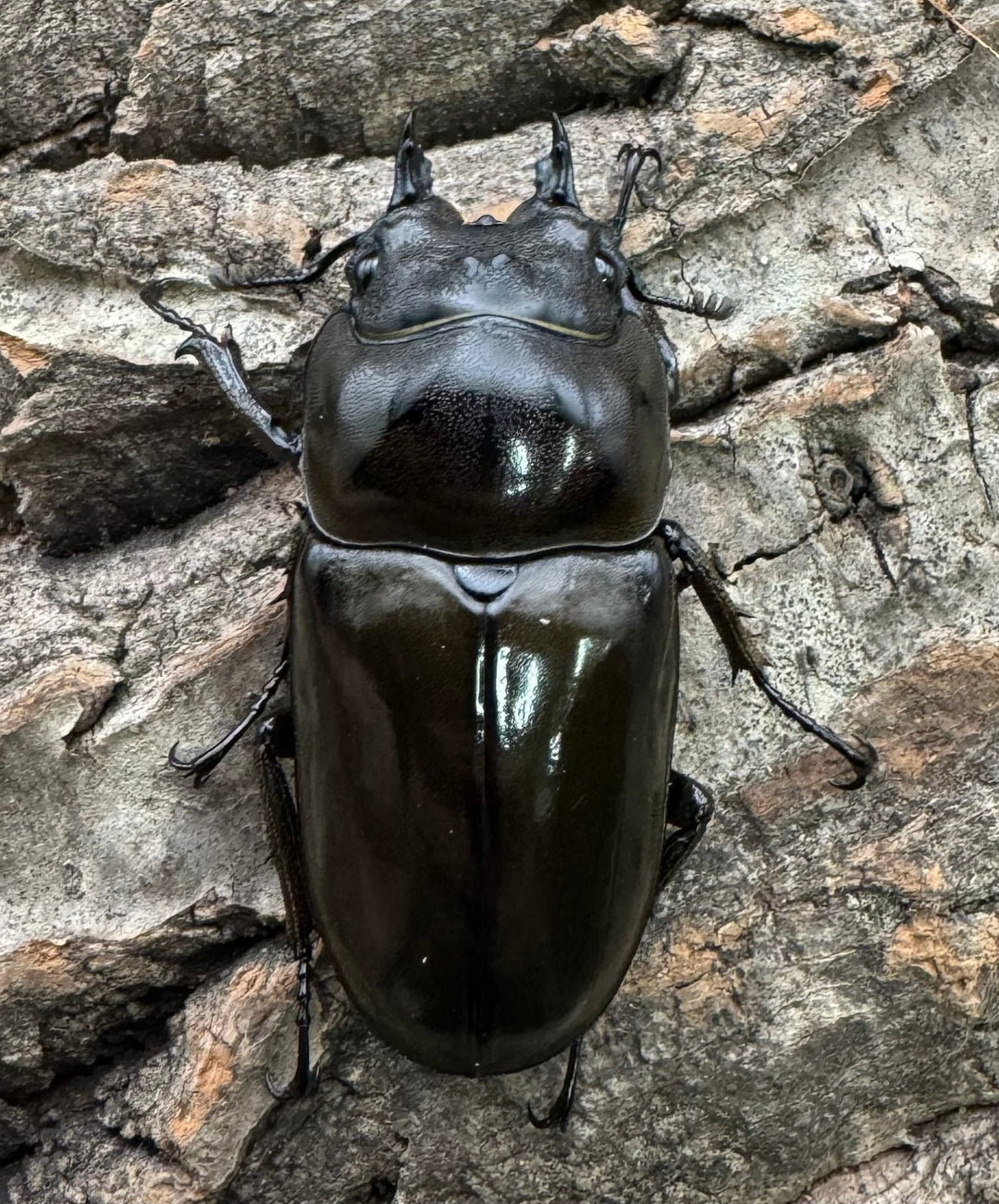 《ババオウゴンオニクワガタ 70mm ペア》