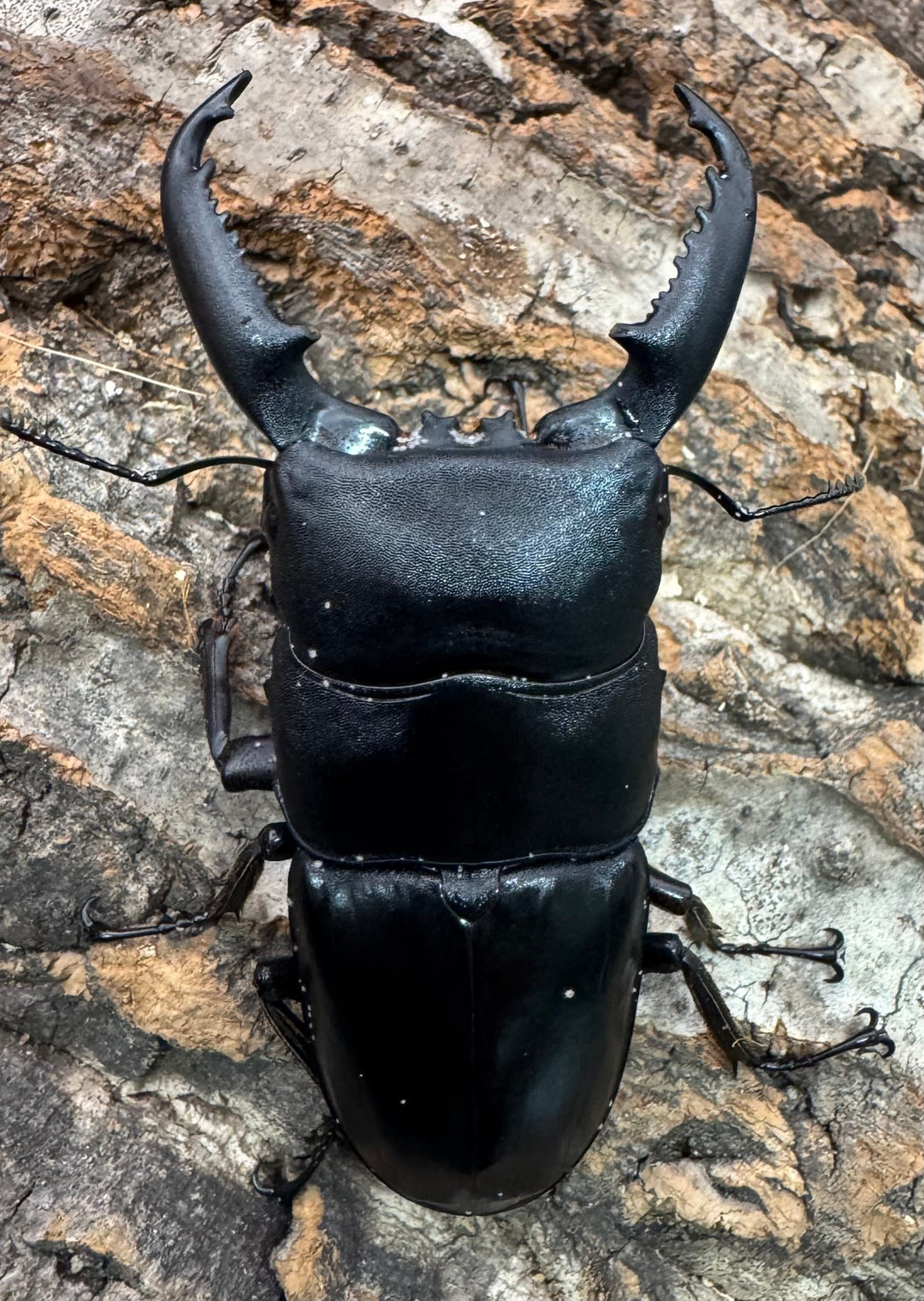 【WD】新産地《パラワンオオヒラタクワガタ ロハス産 77mm ♂単》