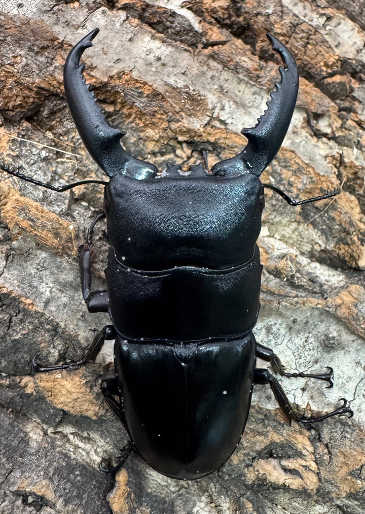 【WD】新産地《パラワンオオヒラタクワガタ ロハス産 77mm ♂単》