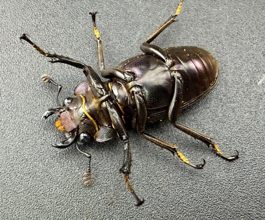 《メタリフェルホソアカ亜種finae 74.5mm ペア》