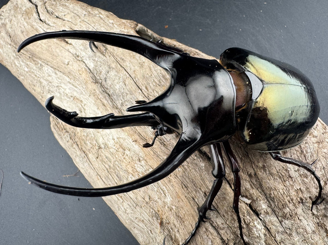 【WD】《ジャワコーカサスオオカブト 113mm ペア》