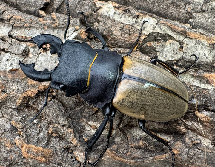 【WD】《カステルナウディツヤクワガタ 75ｍｍ ペア》