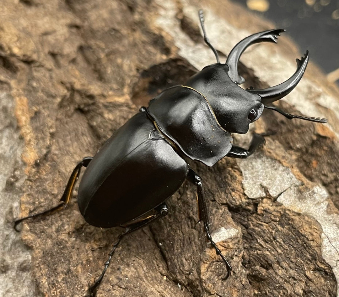 【WD】《プラティノータツヤクワガタ 42mmUP ペア》