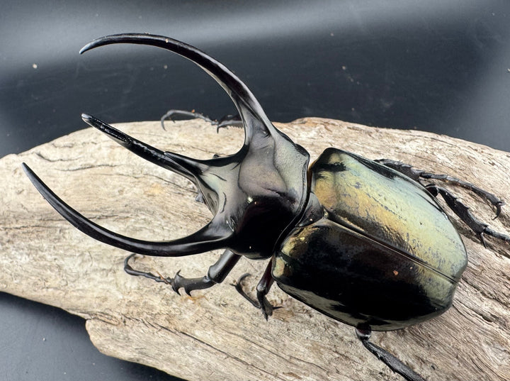 【WD】《ミンダナオアトラスオオカブト キダパワン産 94mm ペア》