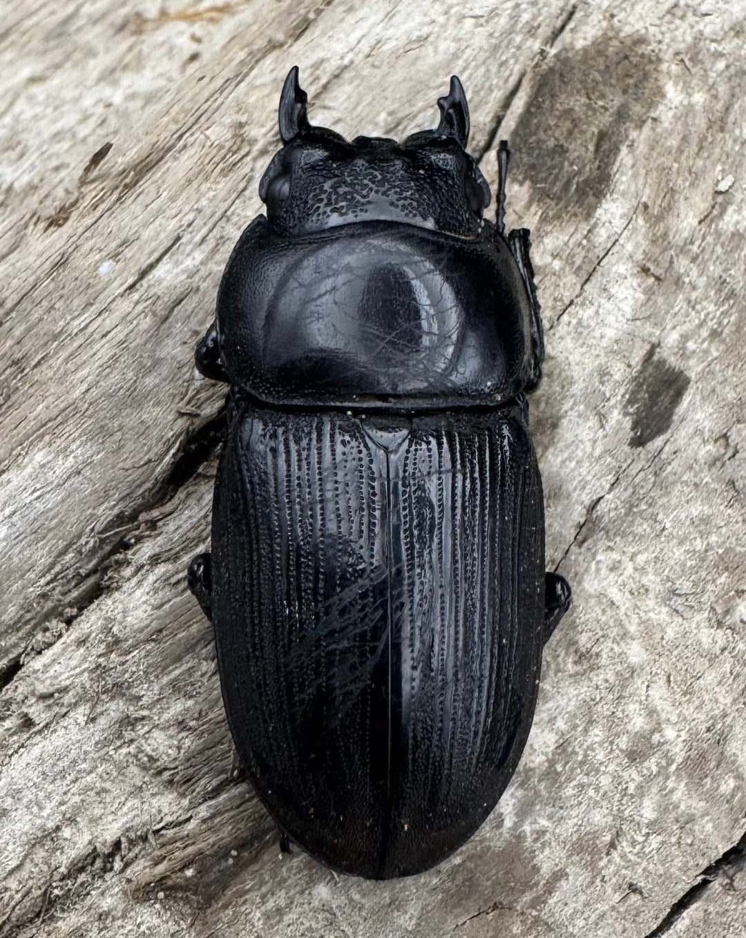 【WD】《パリーオオクワ パロロ パル産 72.5mm ペア》