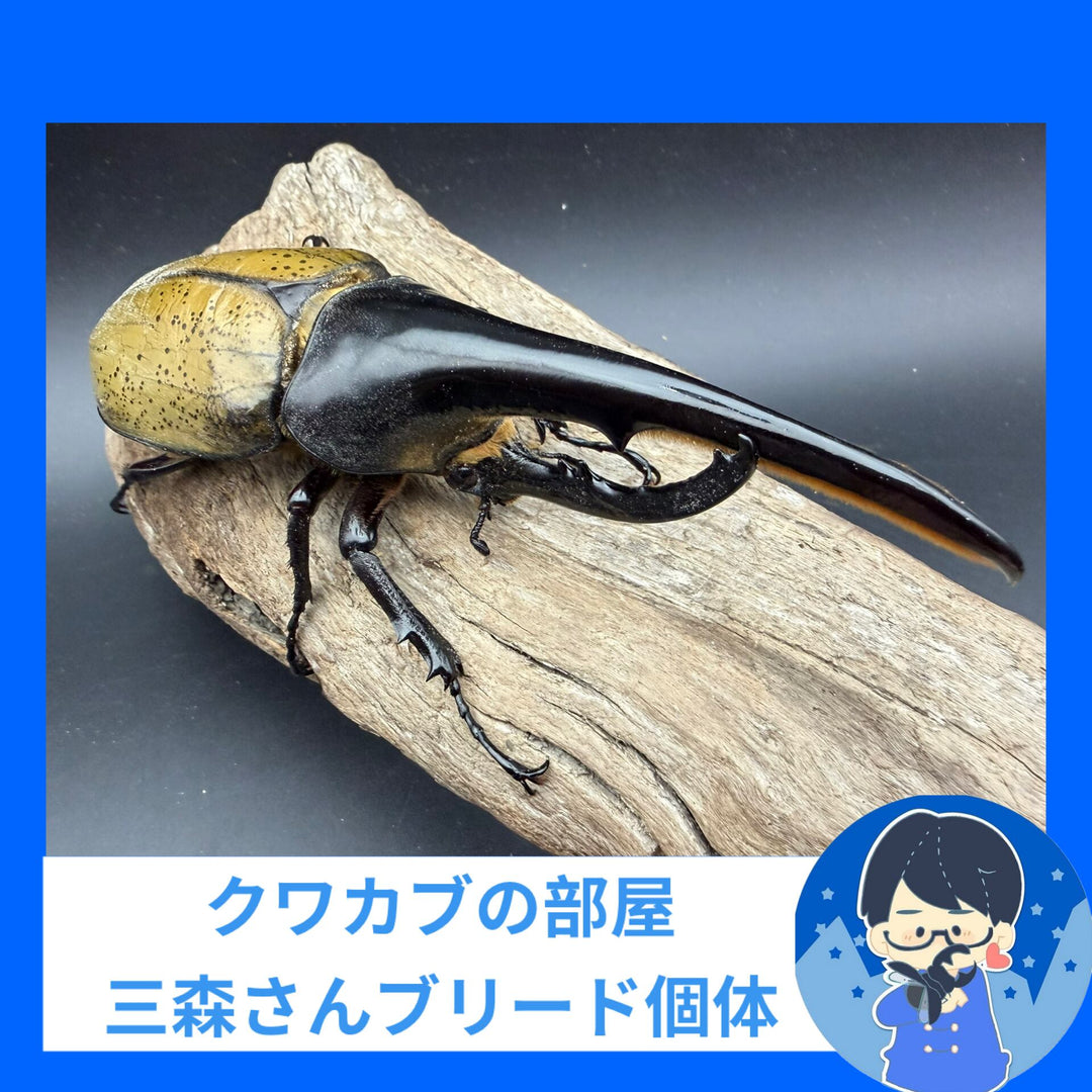 《ヘラクレス・ヘラクレス 150.5mm ペア》クワカブの部屋三森氏ブリード個体
