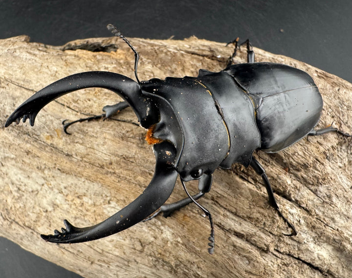 【WD】大型《アルケスツヤクワガタ ボアク島産 88.5mm ペア》