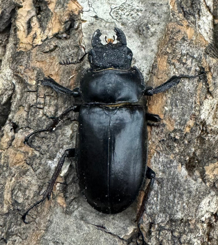 【WD】《チェンミヤマ メトク産 65mm ♂♀♀トリオB品》