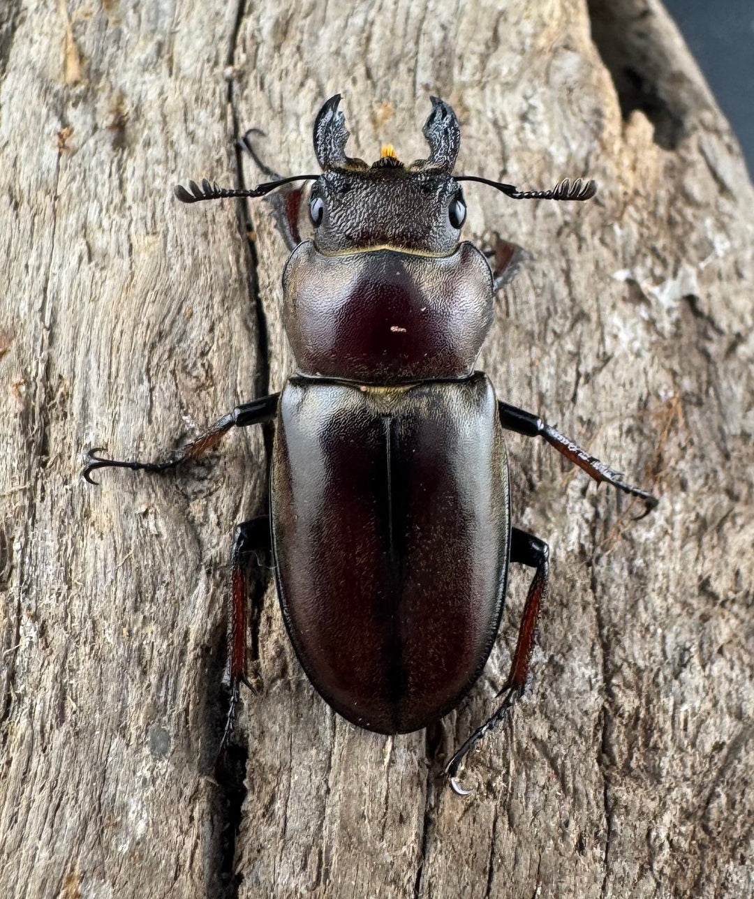 【WD】《グラディウスミヤマ 52mm ペア》