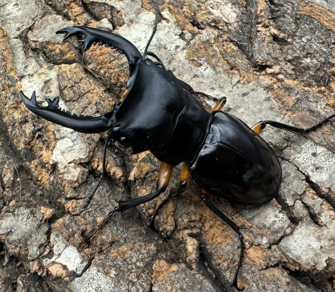 【WD】新産地《インペリアリスツヤ亜種komorii ロハス産 63mm ペア》