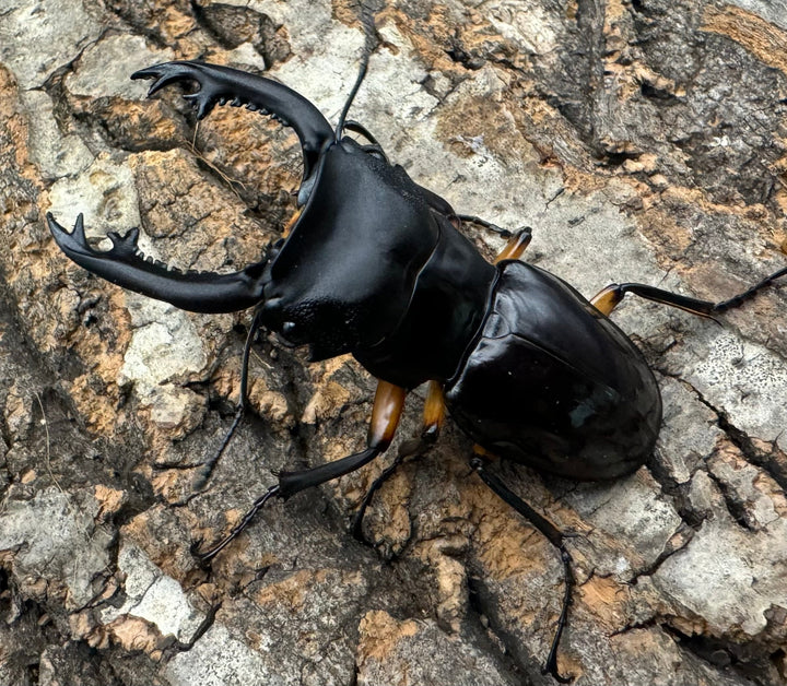 【WD】新産地《インペリアリスツヤ亜種komorii ロハス産 63mm ペア》