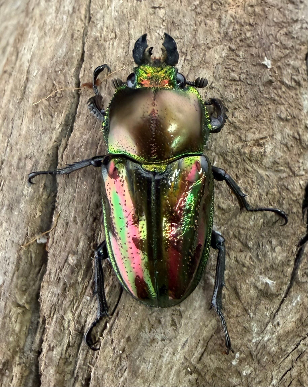 《ニジイロクワガタ 33mm ♂♀♀トリオ》