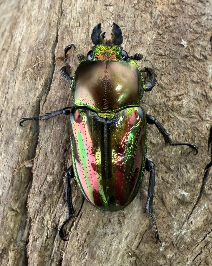 《ニジイロクワガタ 33mm ♂♀♀トリオ》