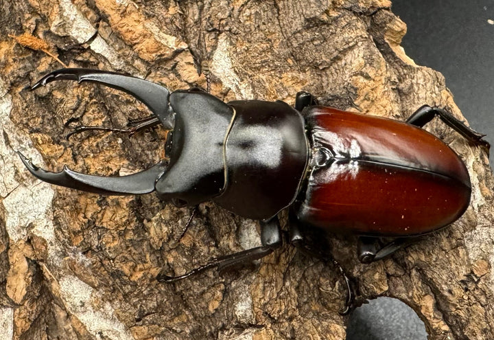 【WD】《マクレイコクワ 57mm ♂♀♀トリオ》