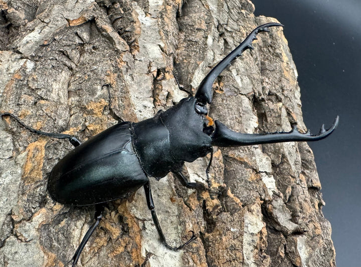 即ブリ《ギラファノコギリ亜種ケイスケ 88mm ペア》