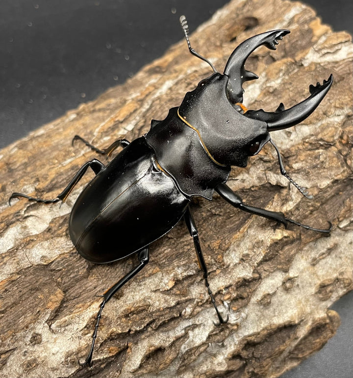 【WD】《アルケスツヤクワガタ 72mm ペア》