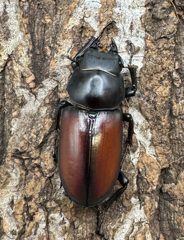 【WD】《マクレイコクワ 58mm ♂♀♀トリオ》