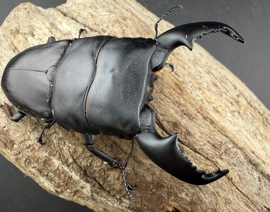 【WD】《スマトラオオヒラタ アチェ産 94.5mm ペア》