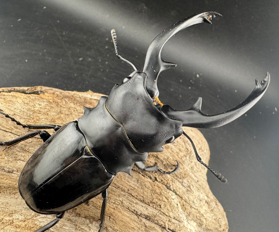 【WD】大型《インターメディアツヤクワガタ ガントン産 96mm ペア》