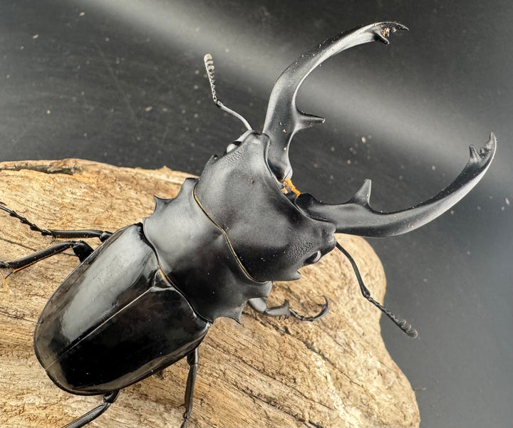 【WD】大型《インターメディアツヤクワガタ ガントン産 96mm ペア》