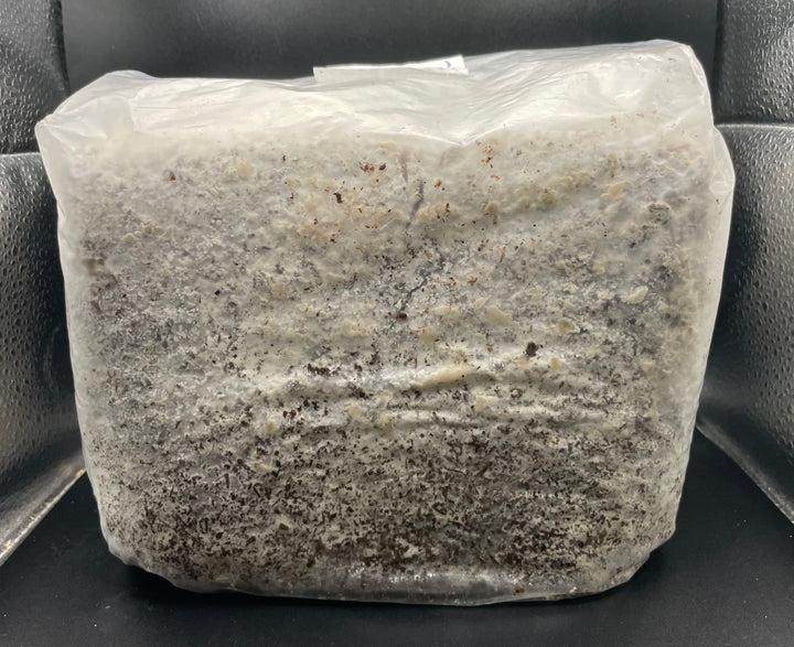 【KPWオリジナル】オオヒラタケ菌糸ブロック 4000cc