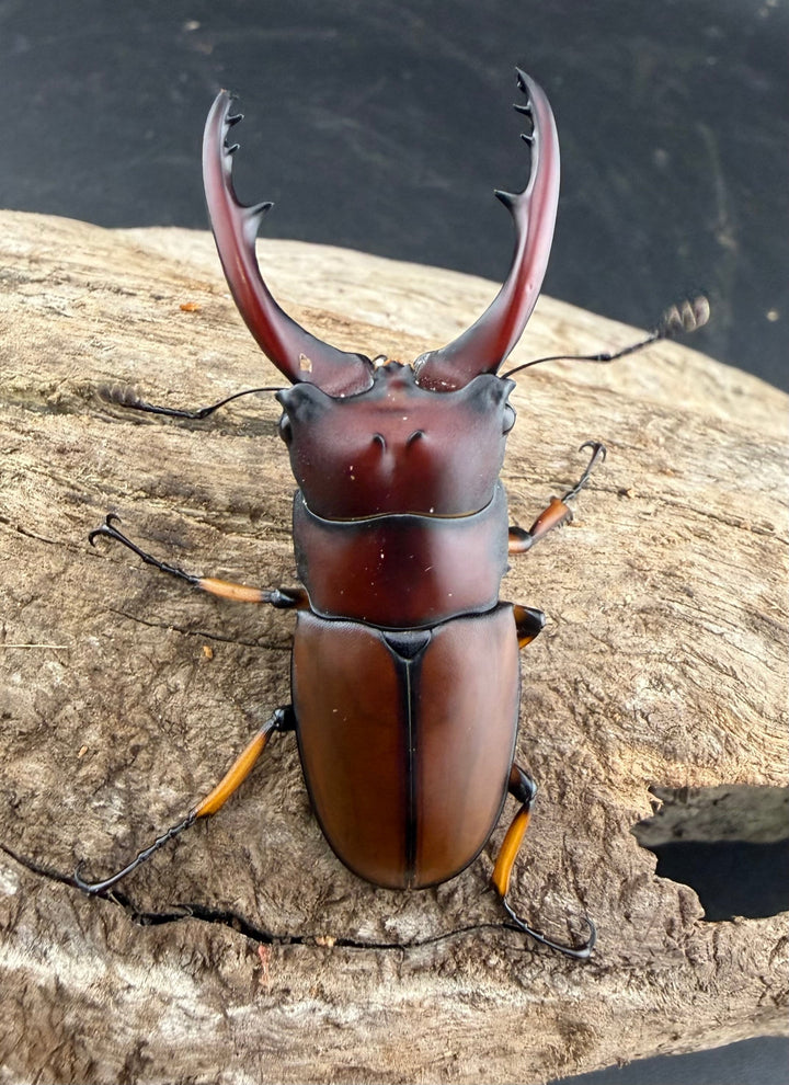 【WD】《アスタコイデスノコギリ ベンクール産 64.5mm ペア》