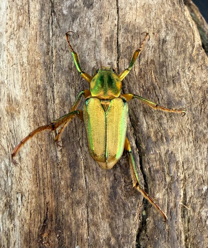 《ホソカブトハナムグリ Free ペア》