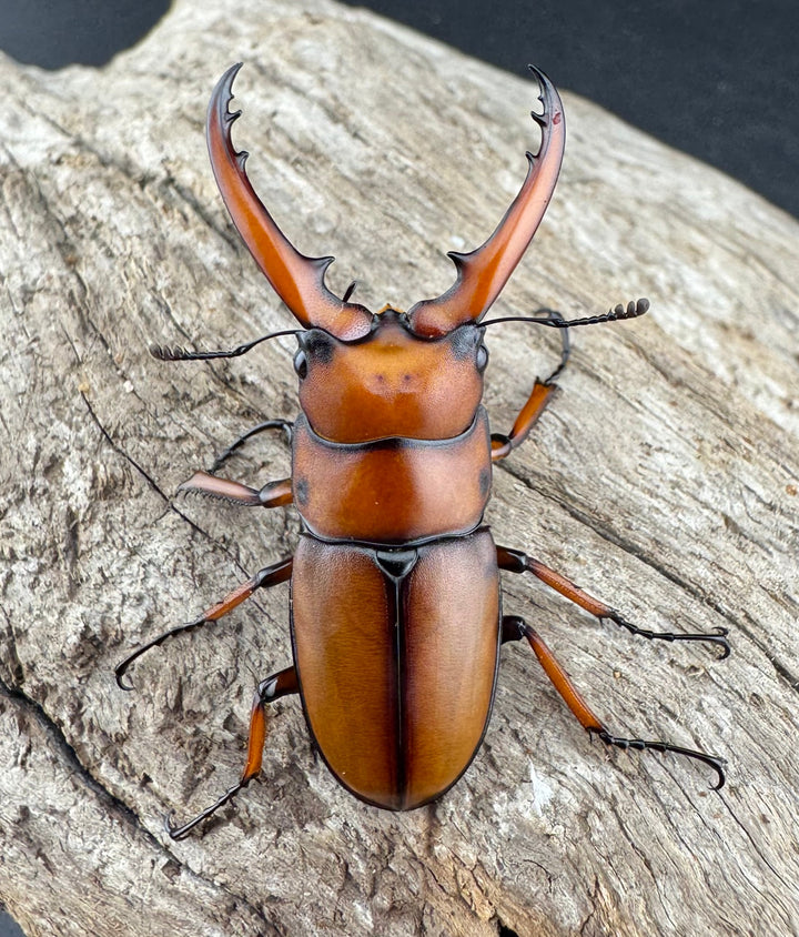 【WD】《アスタコイデスノコギリ ssp. 貴州省産 44.5mm ペア》