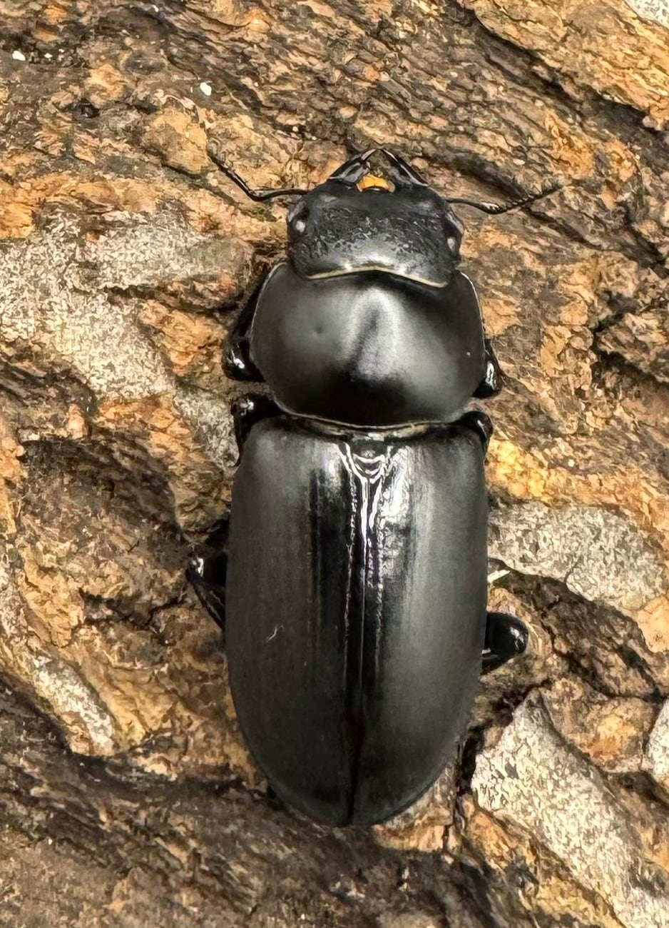 【F0】《ブラナウンコクワ 46mm ペア》