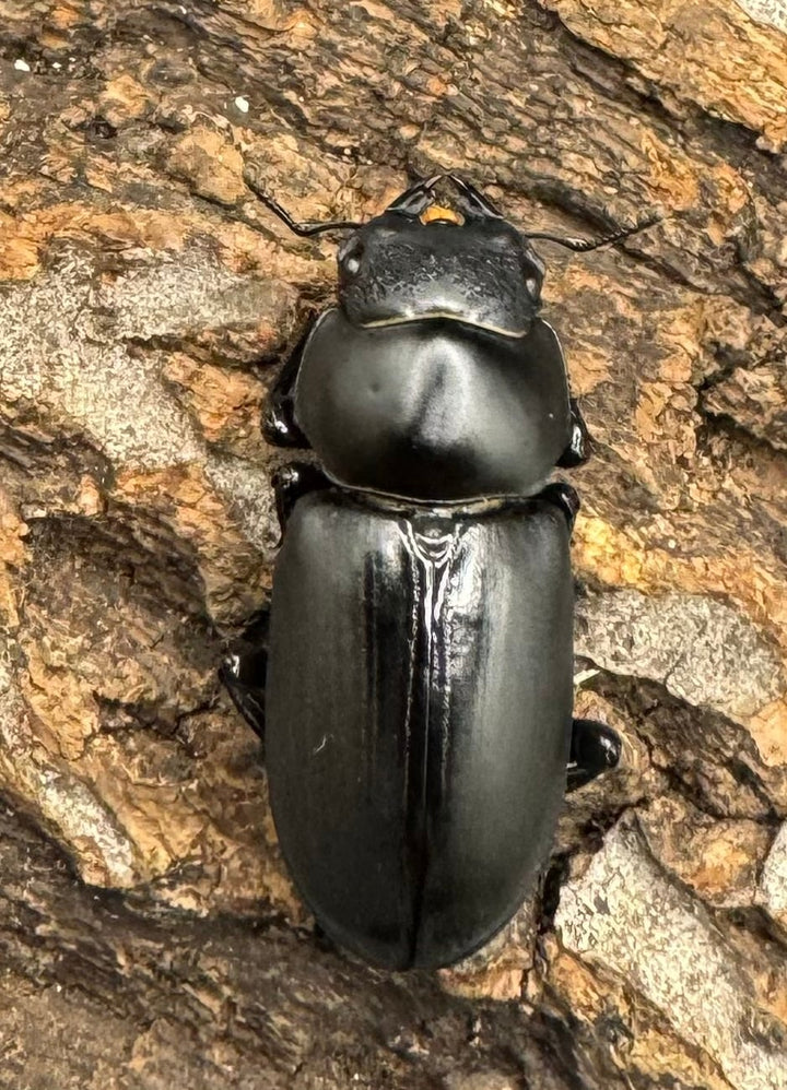 【F0】《ブラナウンコクワ 46mm ペア》