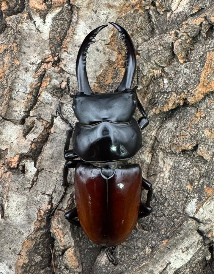 《アローコクワ亜種リエン 72mm ♂♀♀トリオ》