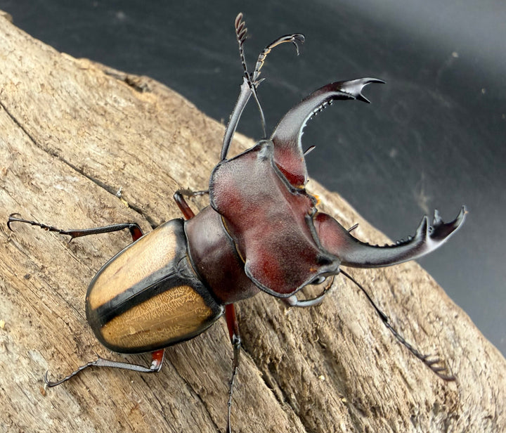 【WF2】《ラエトゥスミヤマクワガタ 51.5mm ペア》