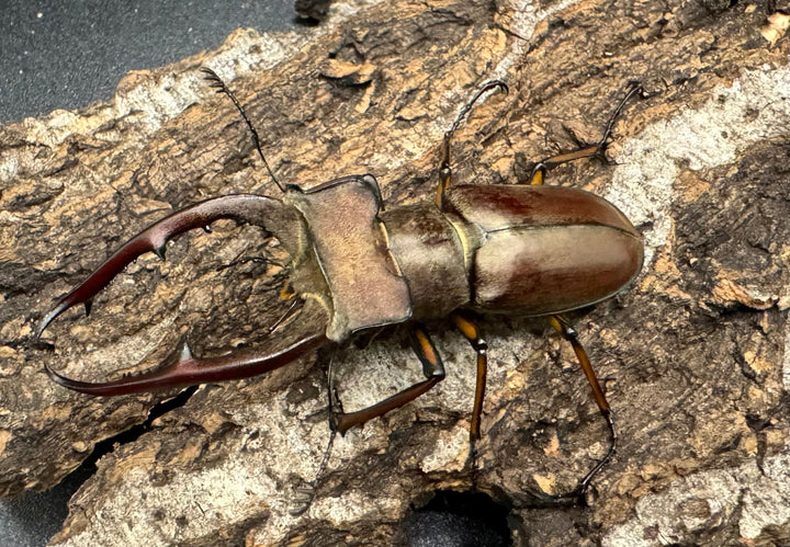 【WD】《ルックミヤマ 63mm ペア》