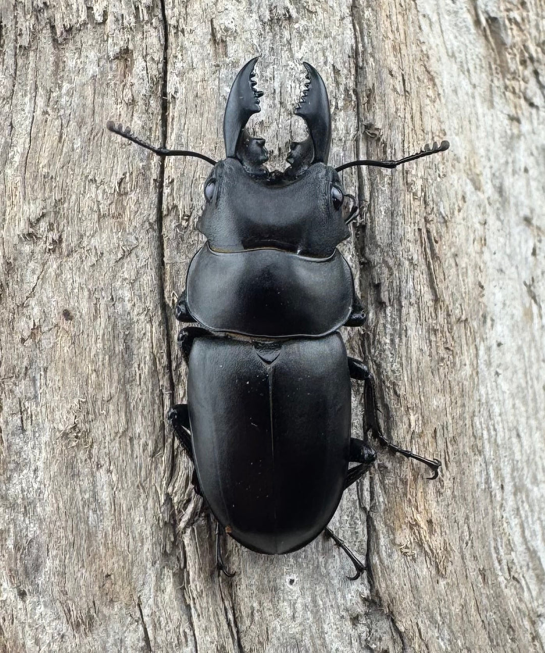 【WD】《オーエンノコギリ亜種melli 31.5mm ペア》