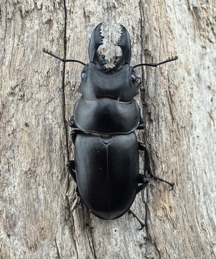 【WD】《オーエンノコギリ亜種melli 31.5mm ペア》