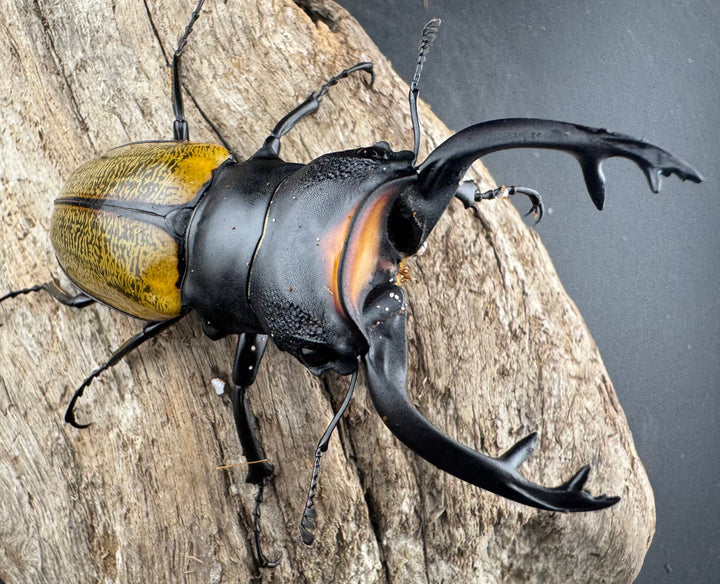 【WD】《スペクタビリスツヤクワガタ 75.5mm ペア》