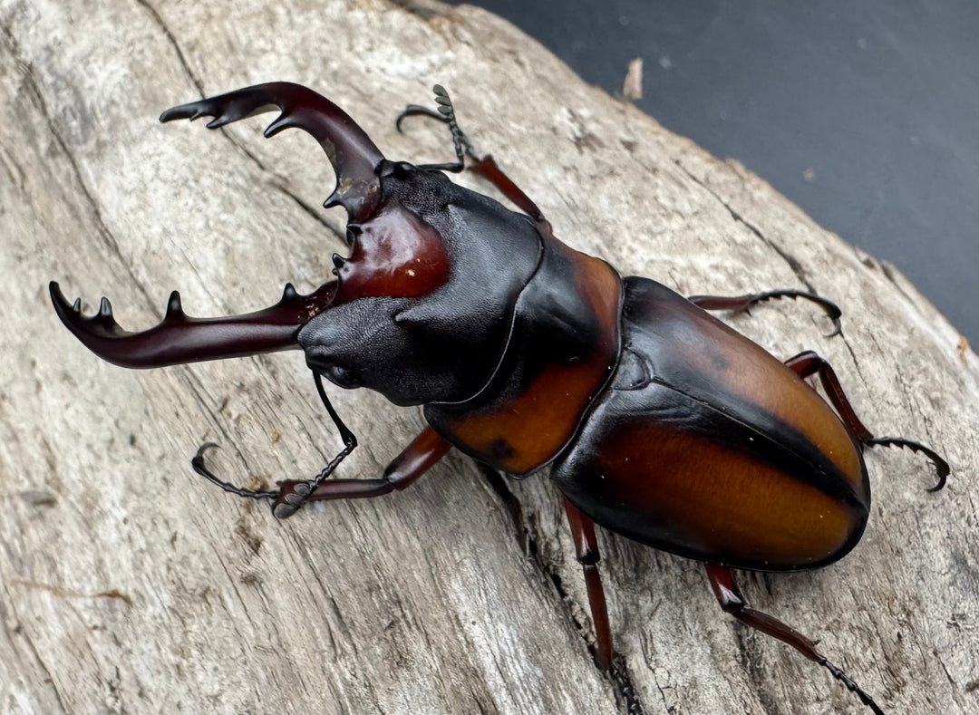 《ミラビリスノコギリクワガタ 63mm ペア》