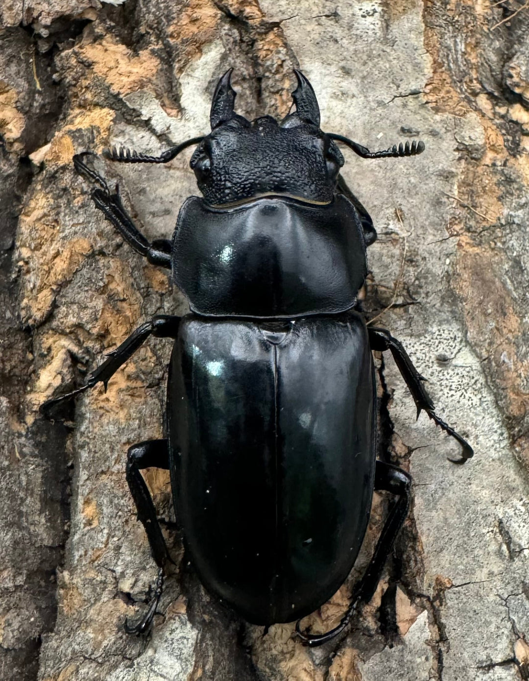 【WD】《セアカフタマタ（パリーフタマタ） 81mm ペア》