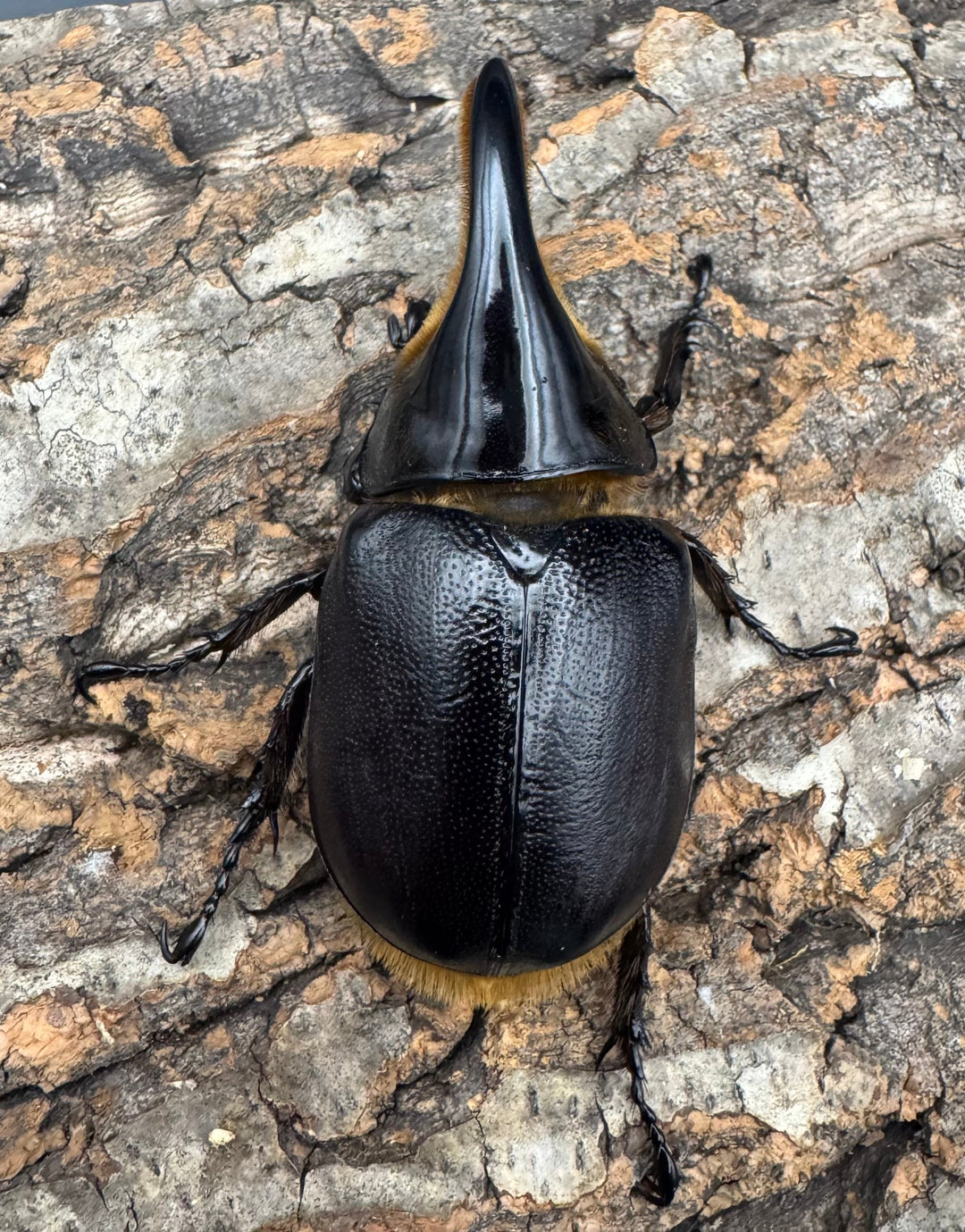 即ブリ《サタンオオカブト 80mm ペア》