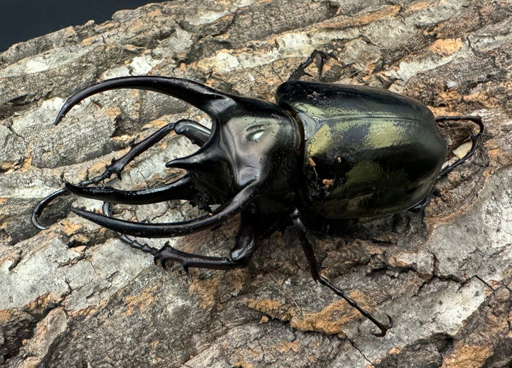 【WD】《ミンダナオアトラスオオカブト 88mm ペア》