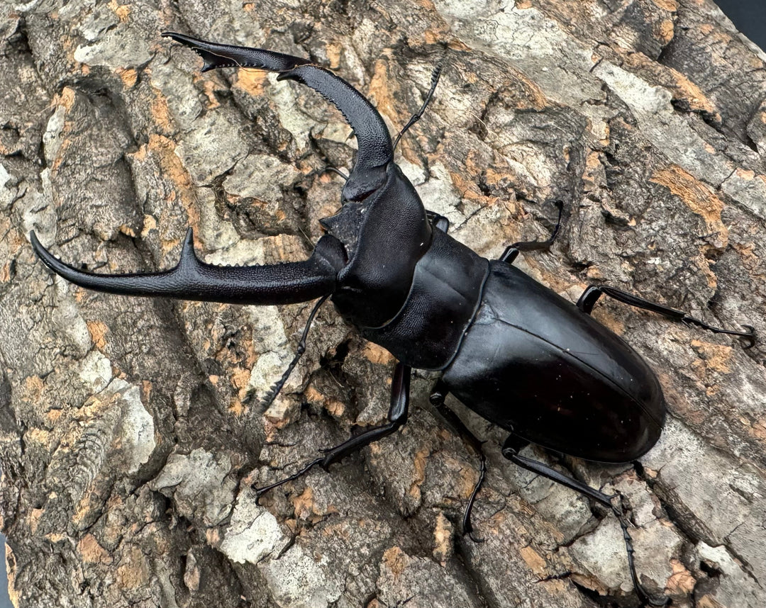 【WD】《マンディブラリスフタマタ 100mm ペア》