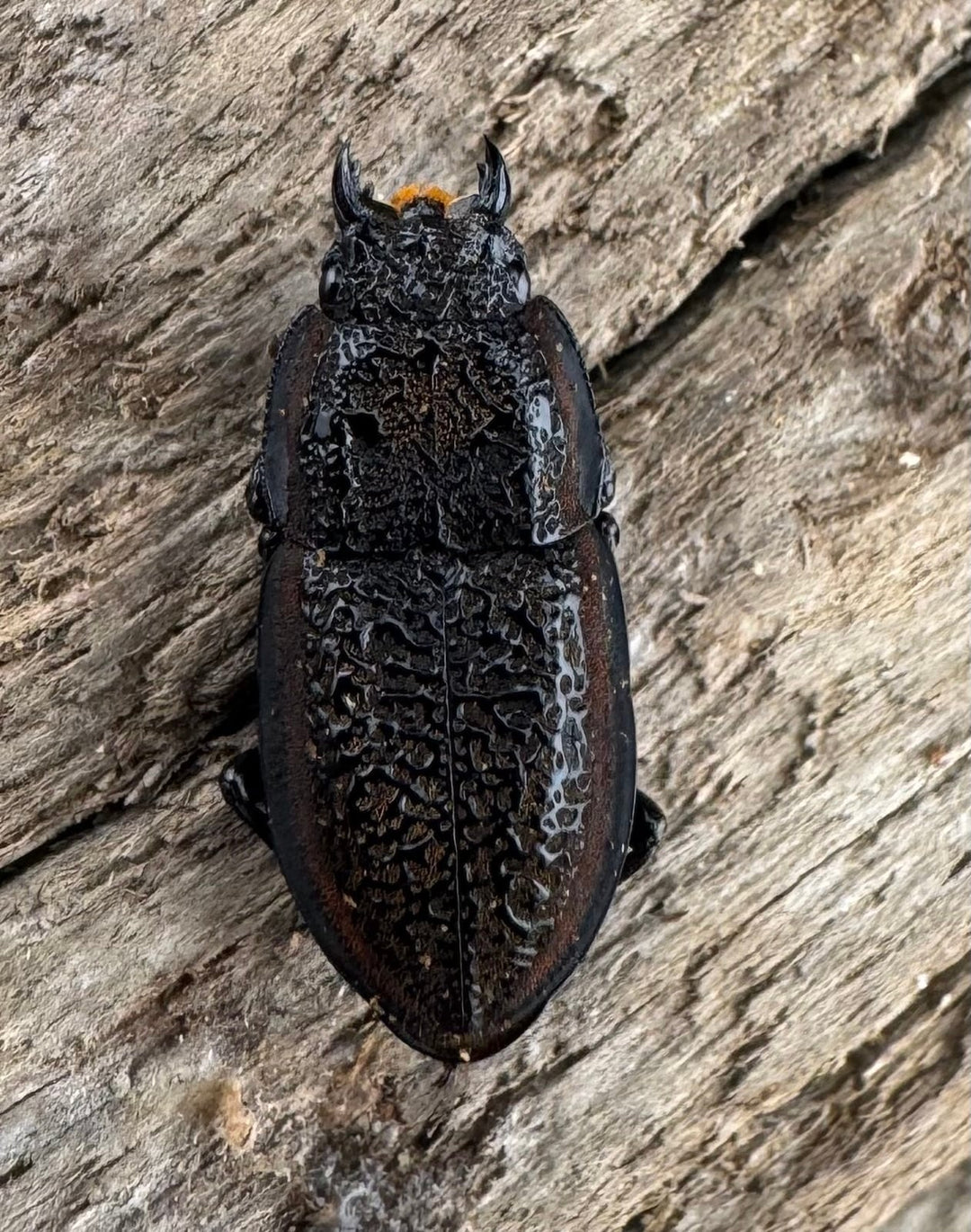 《カエラートゥスサメハダ 19.5mm ペア》