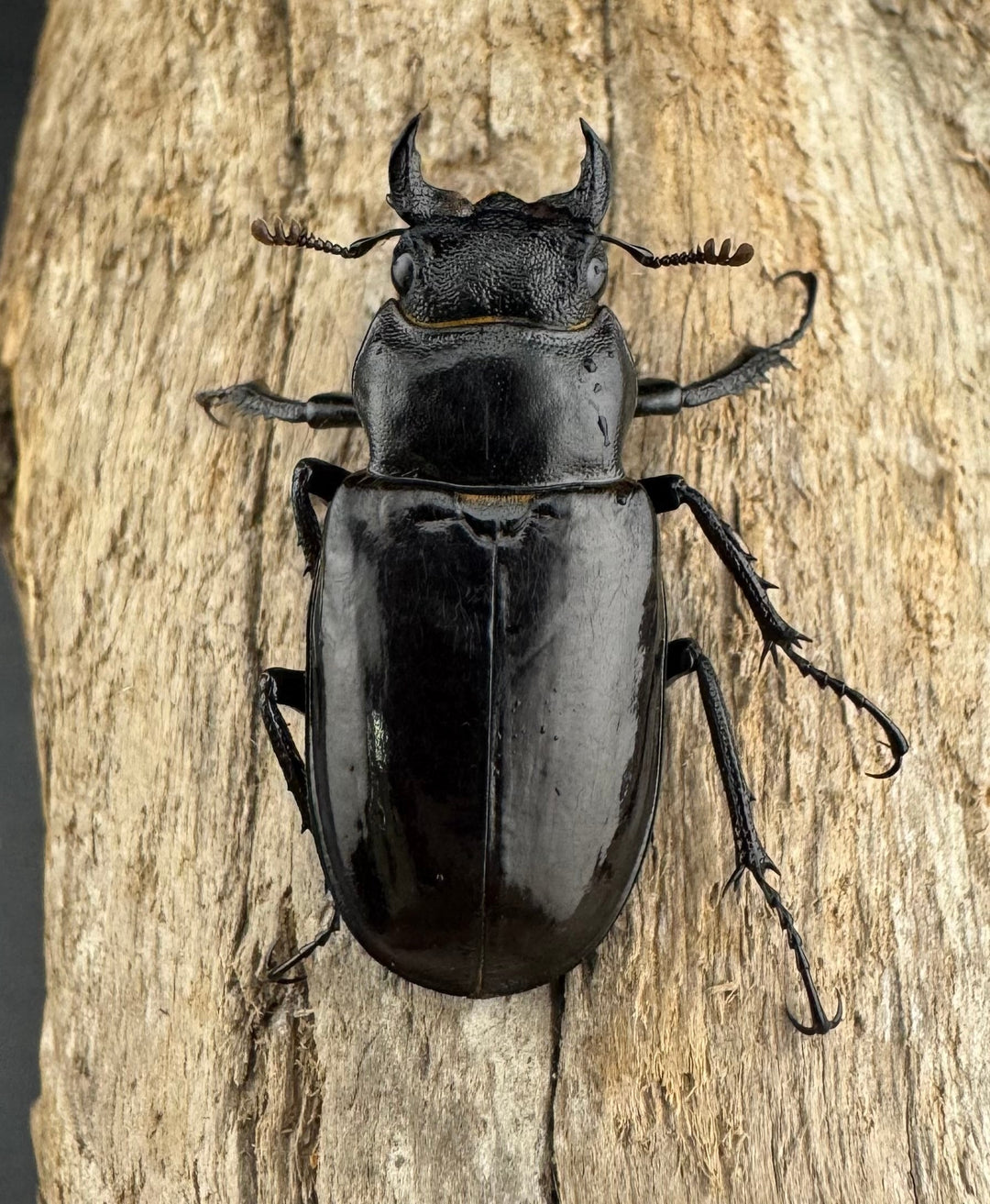 【WD】《パンミヤマクワガタ 30.5mm ♀単》