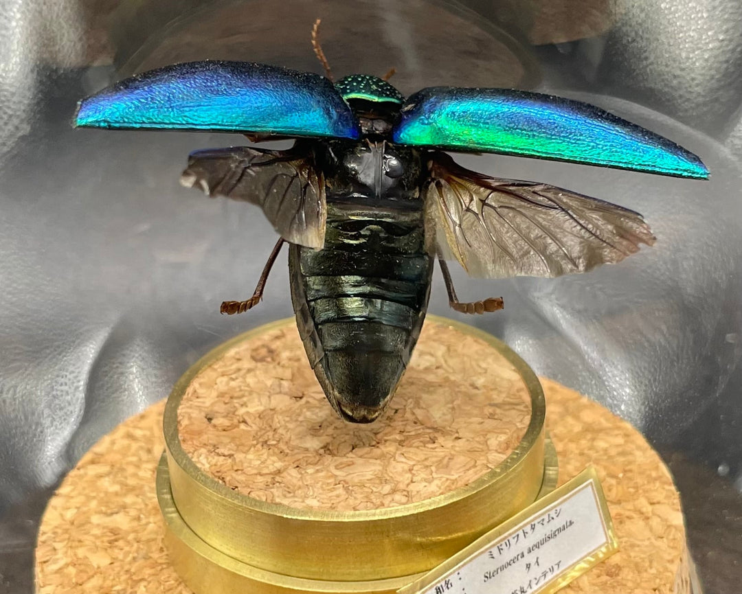 インテリア標本《ミドリフトタマムシ》