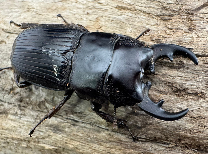 【WF2】《フィリピンネブト亜種バンガイエンシス 30mm ペア》