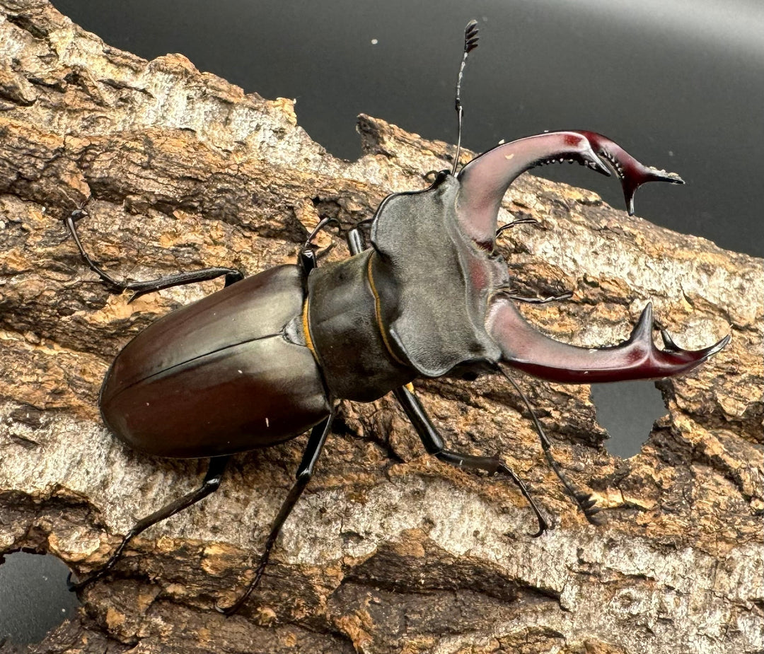 即ブリ《ヨーロッパミヤマ（ケルブスミヤマ） 70mm ペア》