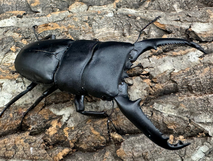 【WD】良型《パラワンオオヒラタクワガタ 95mm ペア》