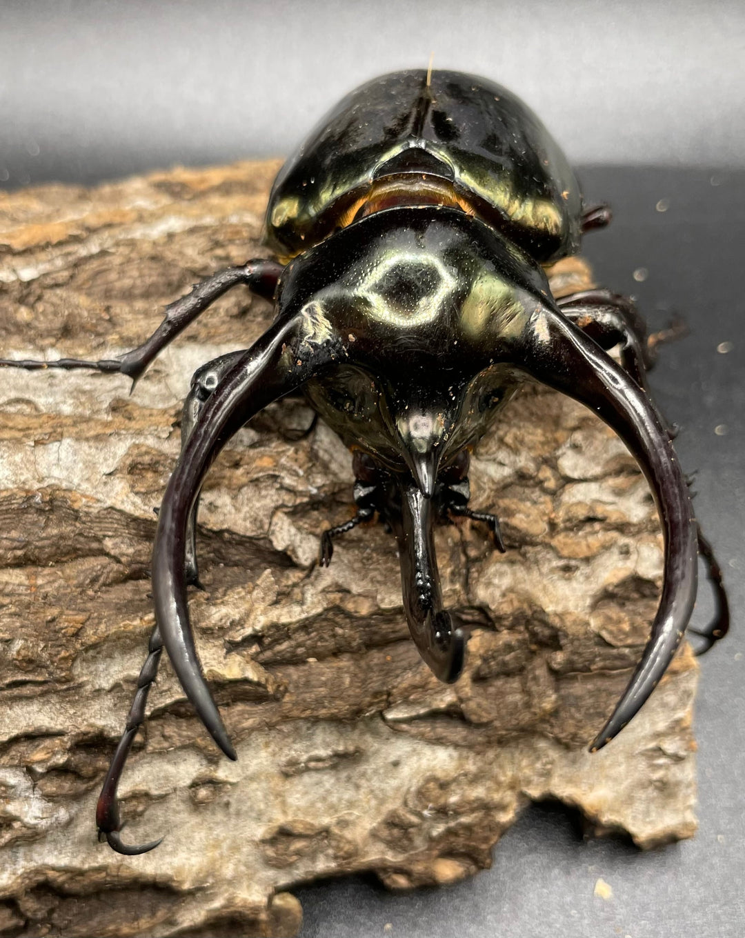 【WD】《ミンダナオアトラスオオカブト 90mmUP ペア》①